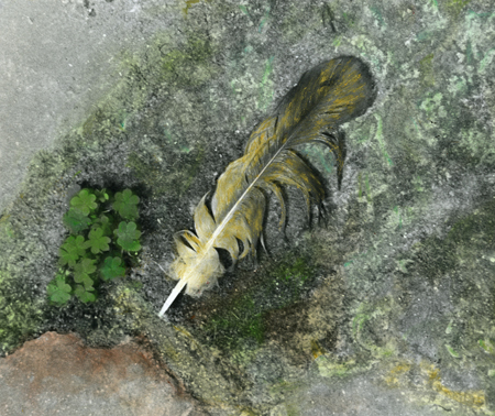 Luck Feather